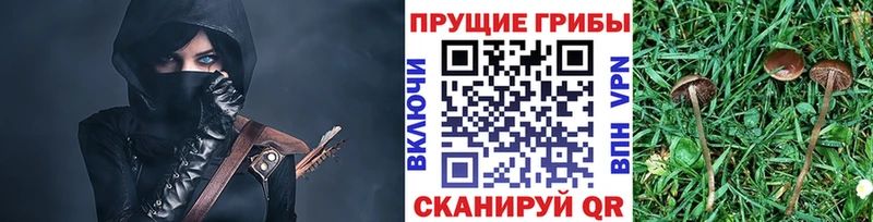 Псилоцибиновые грибы Cubensis  закладка  Заинск 